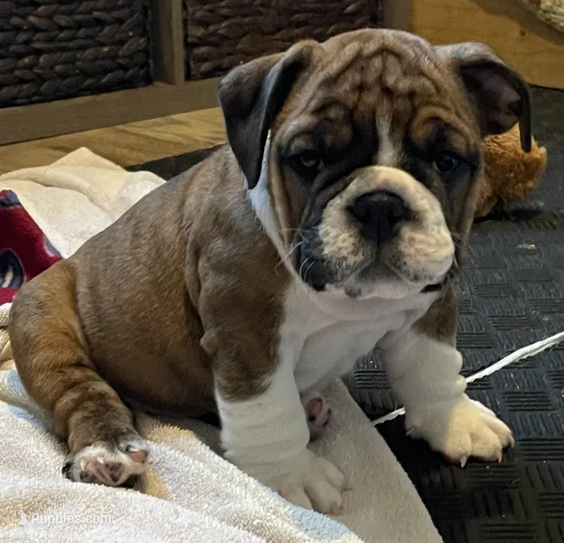 Bella  (Available Now) – English Bulldog puppy for sale in Davison, MI