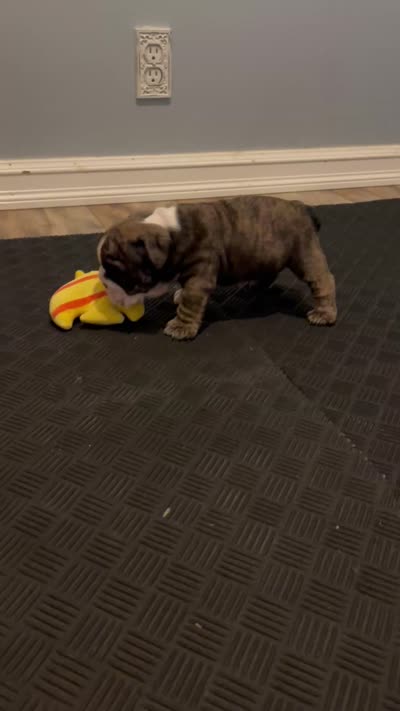 Goose, a male English Bulldog for sale in Davison, MI – 8 of 8