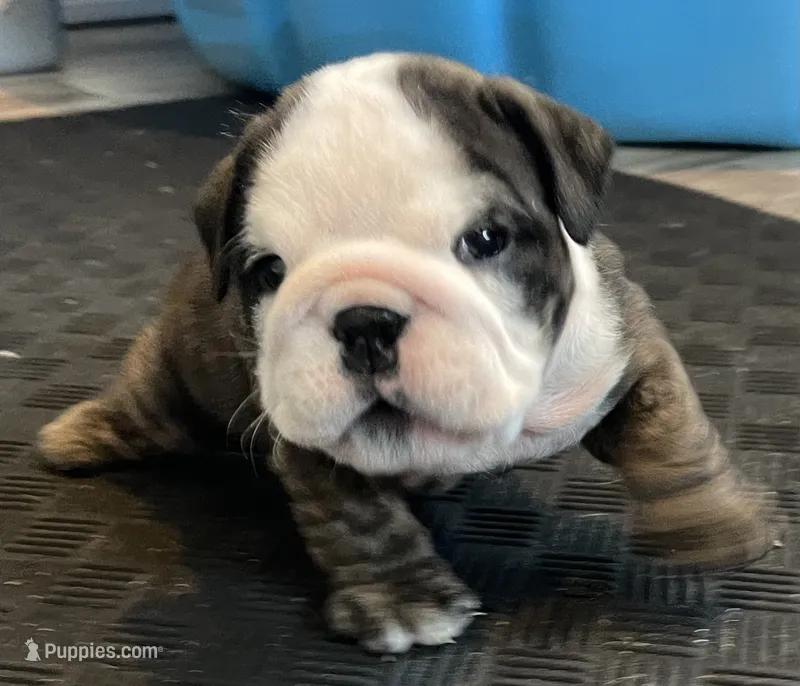 Shmoopie – English Bulldog puppy for sale in Davison, MI