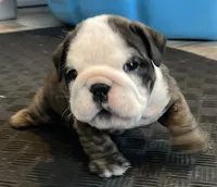 Shmoopie, a female English Bulldog for sale in Davison, MI – 6 of 8