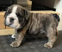 Gunner, a male English Bulldog for sale in Davison, MI – 4 of 10