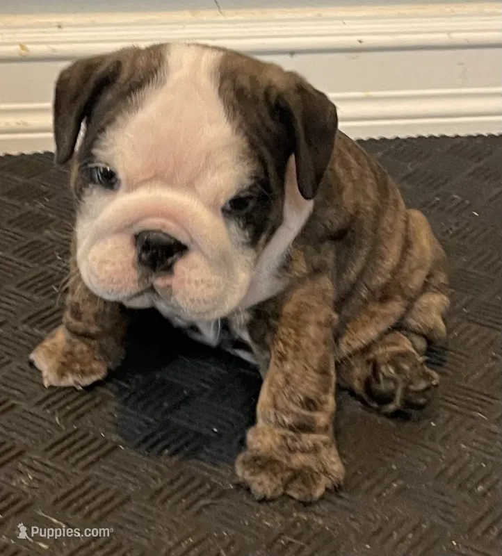 Shmoopie – English Bulldog puppy for sale in Davison, MI