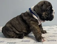 Mischief, a male English Bulldog for sale in Davison, MI – 6 of 6