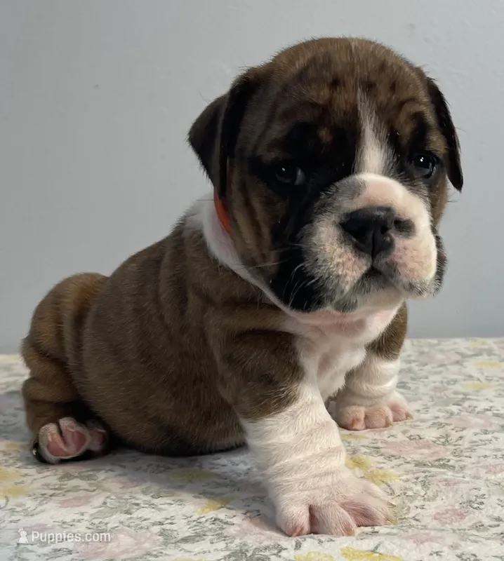 Birdie – English Bulldog puppy for sale in Davison, MI