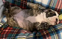Sophie (Available Now), a female English Bulldog for sale in Davison, MI – 2 of 10