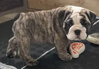 Sophie (Last One), a female English Bulldog for sale in Davison, MI – 3 of 8