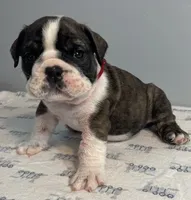 Mayhem, a male English Bulldog for sale in Davison, MI – 4 of 6