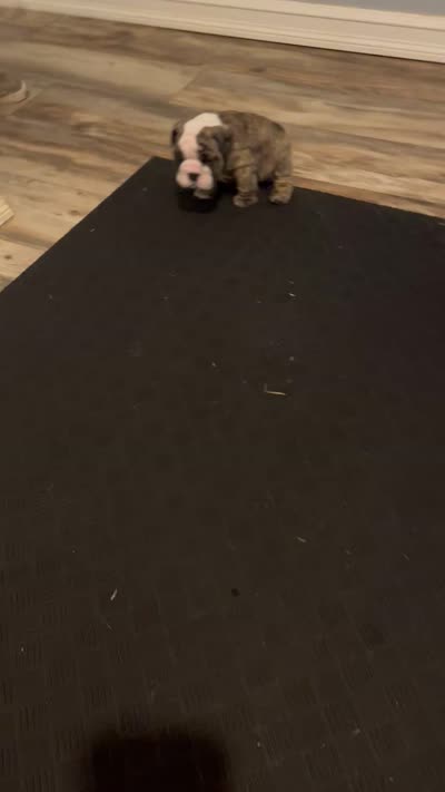 Sophie, a female English Bulldog for sale in Davison, MI – 10 of 10
