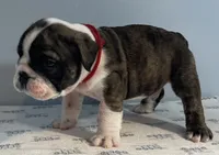 Mayhem, a male English Bulldog for sale in Davison, MI – 2 of 6