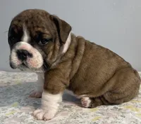 Birdie, a female English Bulldog for sale in Davison, MI – 3 of 6
