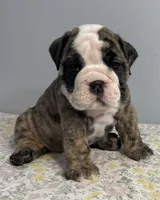 Lovey, a female English Bulldog for sale in Davison, MI – 6 of 6