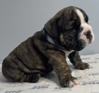 Mischief, a male English Bulldog for sale in Davison, MI – 5 of 6