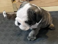 Cookie, a female English Bulldog for sale in Davison, MI – 3 of 10