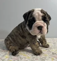 Lovey, a female English Bulldog for sale in Davison, MI – 5 of 6