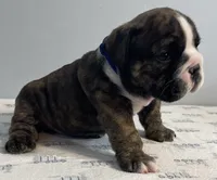 Mischief, a male English Bulldog for sale in Davison, MI – 4 of 6