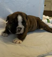 processed/7ab807b7-7a04-461c-a969-3d98cf541e1e/listing/502edf46-dda6-4c89-867d-95890fc47361/13a1ded2-62c2-495e-9abe-167bf94b2ea6