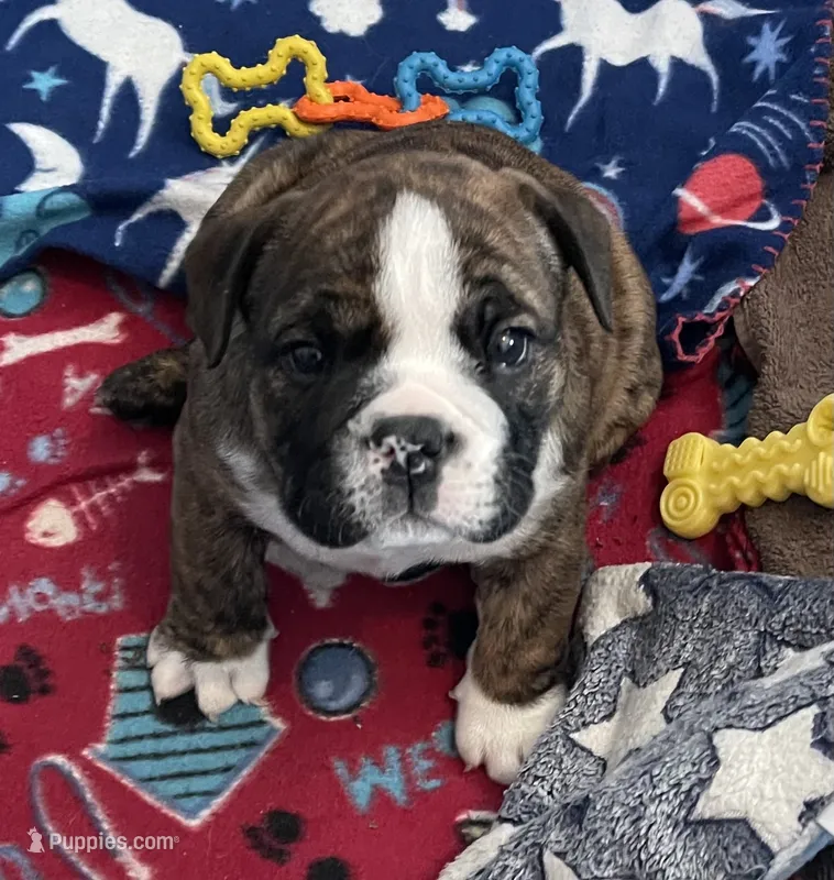 (SOLD) Maverick *AKC*