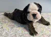 Shmoopie, a female English Bulldog for sale in Davison, MI – 3 of 8