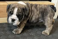 Gunner, a male English Bulldog for sale in Davison, MI – 2 of 10