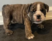 Gunner, a male English Bulldog for sale in Davison, MI – 3 of 10