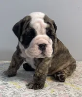 Lovey, a female English Bulldog for sale in Davison, MI – 2 of 6