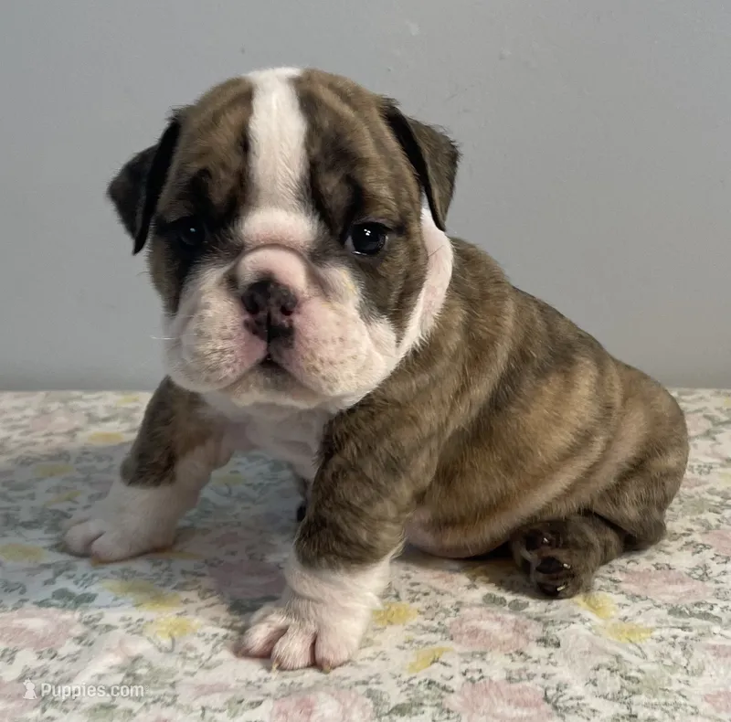 Shnookums – English Bulldog puppy for sale in Davison, MI