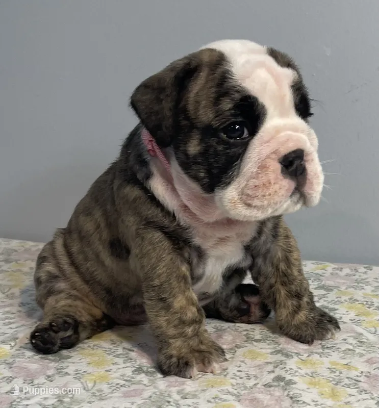 Lovey – English Bulldog puppy for sale in Davison, MI