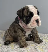 Lovey, a female English Bulldog for sale in Davison, MI – 1 of 6