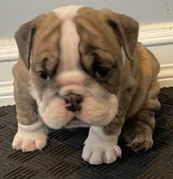 Cookie, a female English Bulldog for sale in Davison, MI – 2 of 10