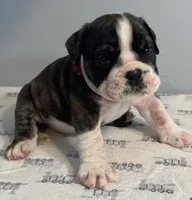 Mayhem, a male English Bulldog for sale in Davison, MI – 3 of 6