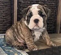 Sophie (Last One), a female English Bulldog for sale in Davison, MI – 2 of 8