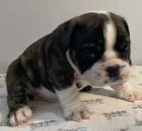 Mayhem, a male English Bulldog for sale in Davison, MI – 5 of 6
