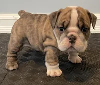 Cookie, a female English Bulldog for sale in Davison, MI – 1 of 10