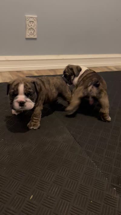 Maverick, a male English Bulldog for sale in Davison, MI – 7 of 7