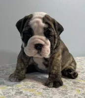 Lovey, a female English Bulldog for sale in Davison, MI – 4 of 6