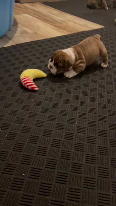 Bella. (Available Now), a female English Bulldog for sale in Davison, MI – 6 of 6