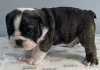 Mayhem, a male English Bulldog for sale in Davison, MI – 6 of 6