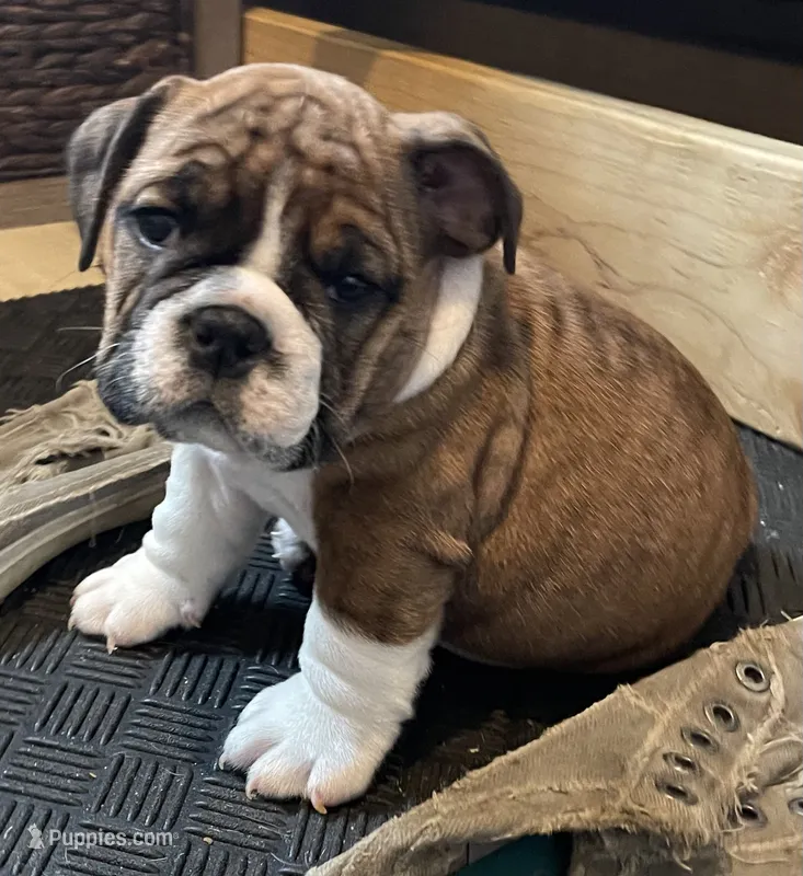 Bella – English Bulldog puppy for sale in Davison, MI