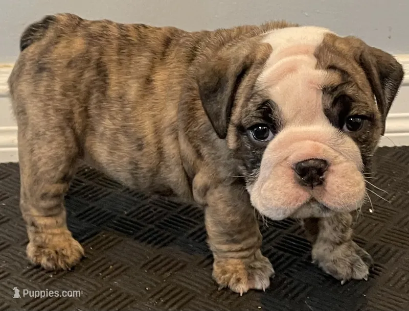 Sophie – English Bulldog puppy for sale in Davison, MI