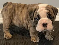 Sophie, a female English Bulldog for sale in Davison, MI – 1 of 10
