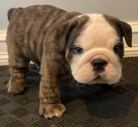 Cookie, a female English Bulldog for sale in Davison, MI – 4 of 10