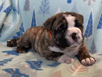 processed/7ab807b7-7a04-461c-a969-3d98cf541e1e/listing/90b3dfb2-f5df-4b45-9c18-321420f86665/73a60d3f-1233-45e4-99c5-58b3c110f034