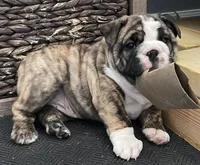 processed/7ab807b7-7a04-461c-a969-3d98cf541e1e/listing/90b3dfb2-f5df-4b45-9c18-321420f86665/fb4f55b0-0ad8-419e-8dae-f10cd31d7726