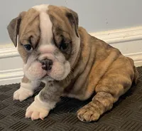 Cookie, a female English Bulldog for sale in Davison, MI – 3 of 10