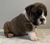 Birdie, a female English Bulldog for sale in Davison, MI – 5 of 6