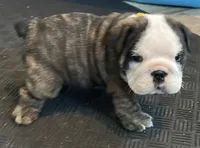 Shmoopie, a female English Bulldog for sale in Davison, MI – 7 of 8
