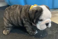 Shmoopie, a female English Bulldog for sale in Davison, MI – 8 of 8