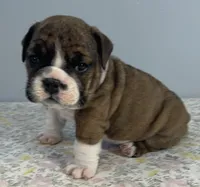 Birdie, a female English Bulldog for sale in Davison, MI – 2 of 6