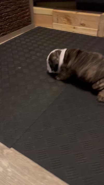 Cookie, a female English Bulldog for sale in Davison, MI – 10 of 10
