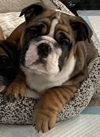 Stella Bella, a female English Bulldog for sale in Davison, MI – Photo 1 of 10